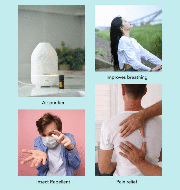 Eucalyptus Essential Oil - Image 4